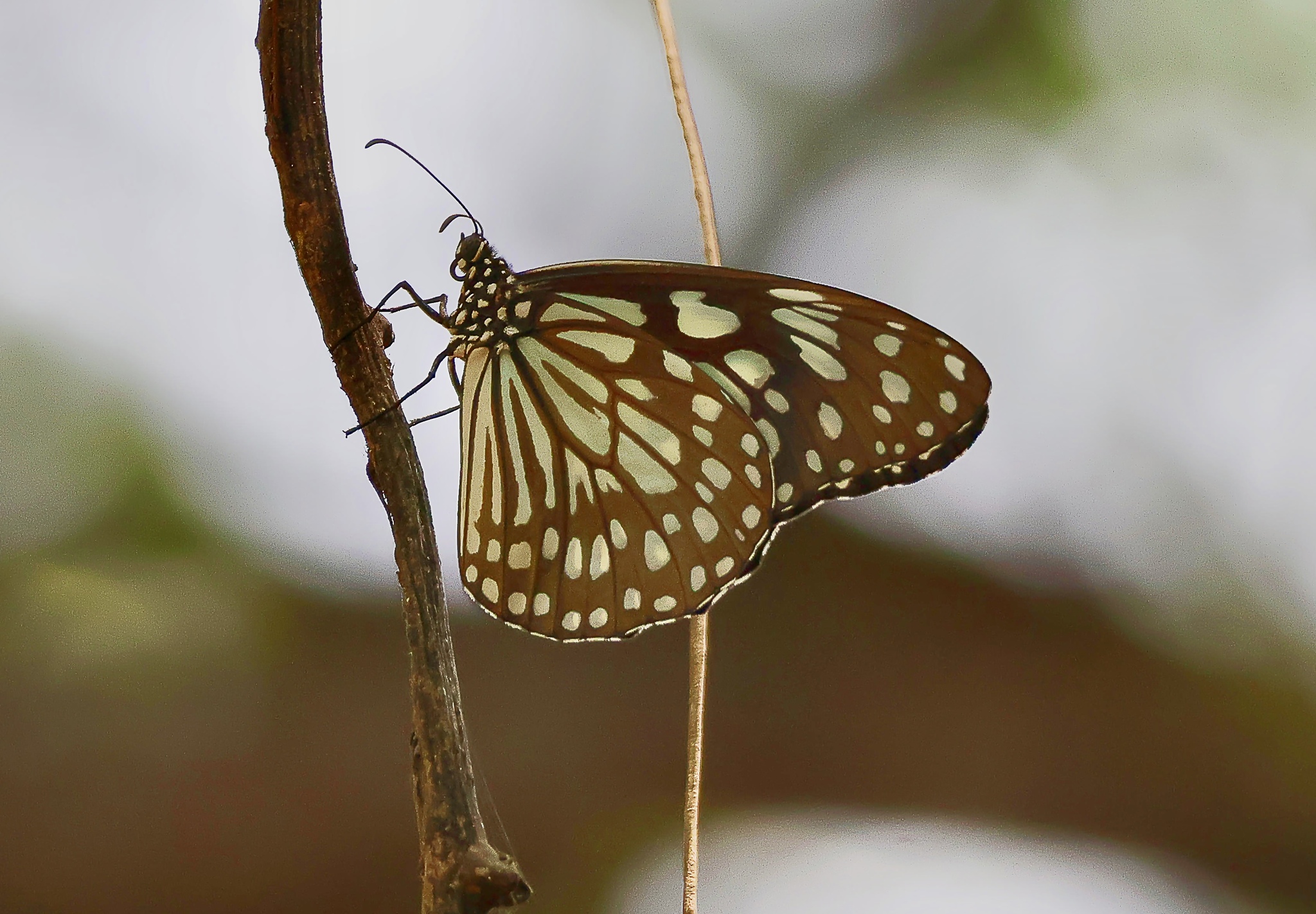 Blue Tiger