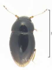 Ptenidium laevigatum