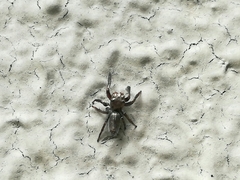 Salticinae