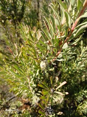 Leucadendron cinereum, photograph author not stated, no rights reserved