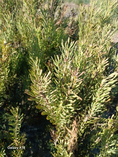 Leucadendron cinereum, photograph 4