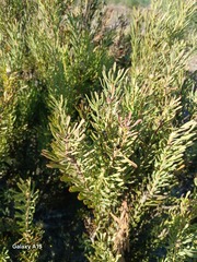 Leucadendron cinereum, photograph author not stated, no rights reserved