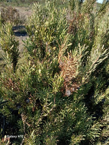 Leucadendron cinereum, photograph 5
