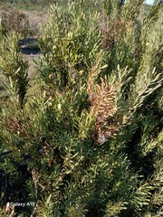 Leucadendron cinereum, photograph author not stated, no rights reserved