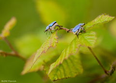 Hoplia coerulea