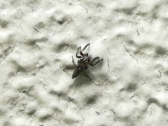 Salticinae