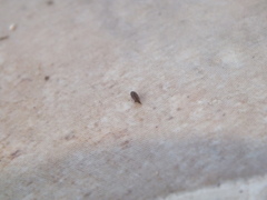 Amphipoda