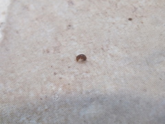 Amphipoda