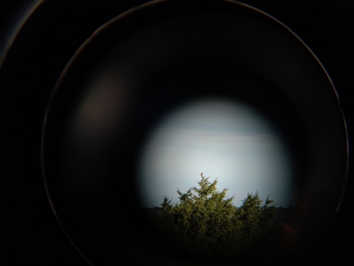 iNaturalist observation 2025-05-08
