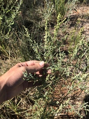 Chenopodium leptophyllum