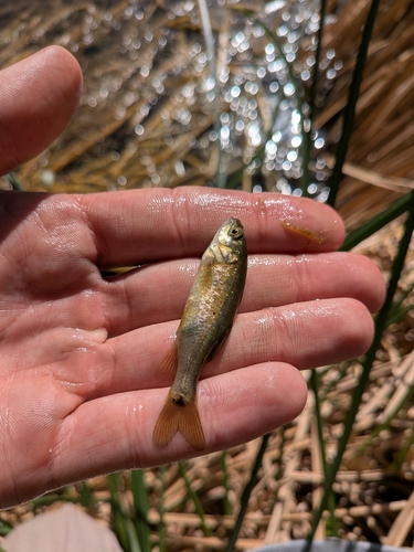 Yaqui-kopvoorn (Gila purpurea) — Cyprinidae — 3