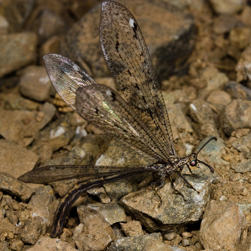 Mexoleon papago (Currie, 1899)