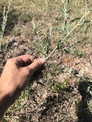 Chenopodium leptophyllum