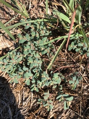 Euphorbia serrula