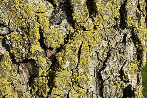 Candelaria concolor