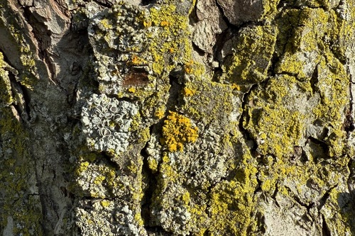 Xanthomendoza
