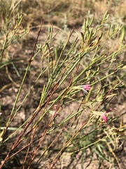 Oenothera cinerea