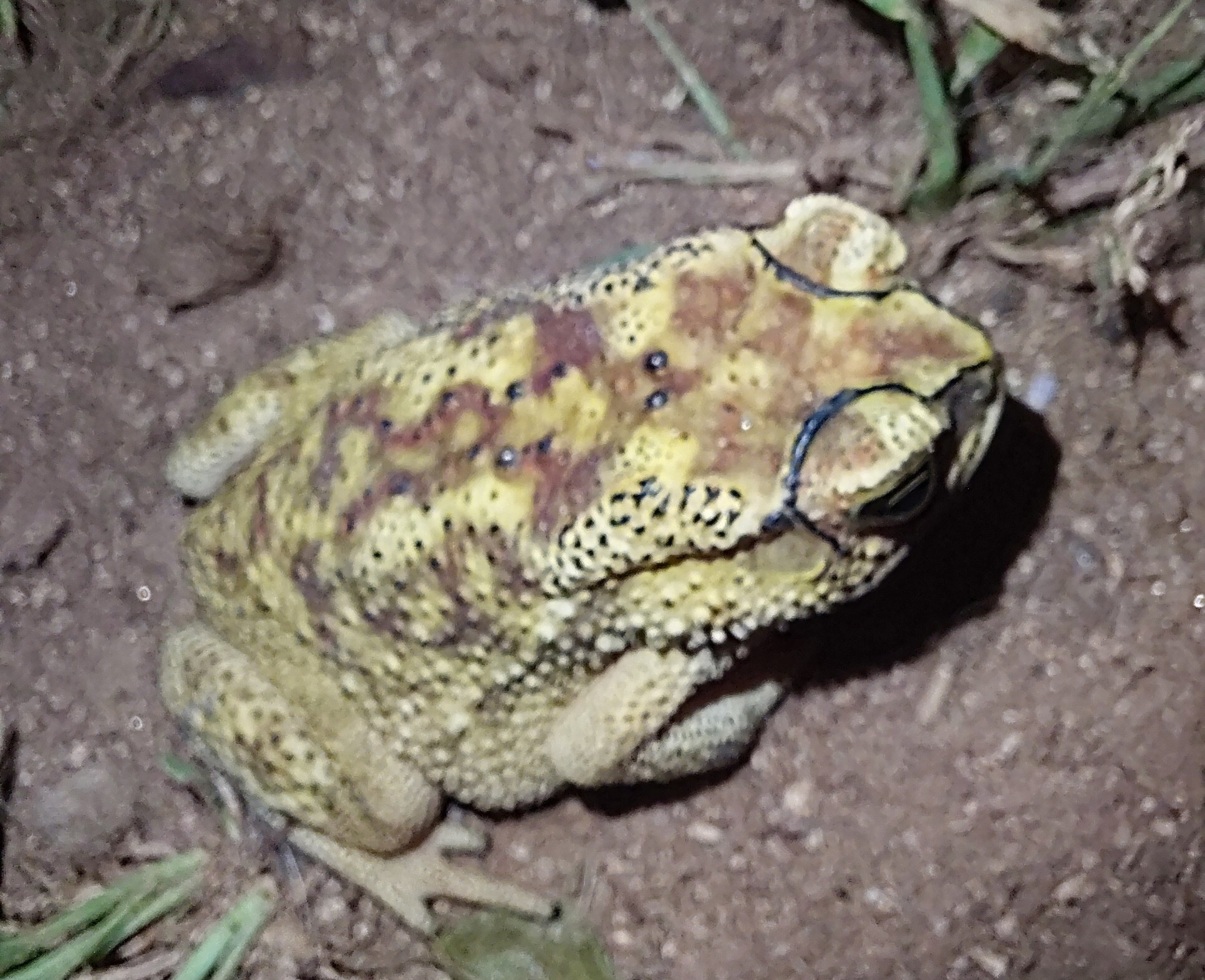 Indian Common True Toad