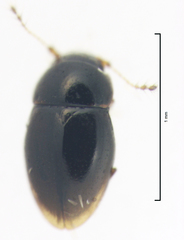 Ptenidium laevigatum