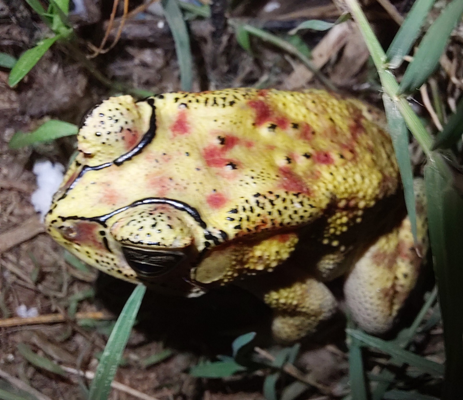 Indian Common True Toad