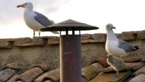 Yellow-legged Gull photographed in Holy See / Vatican City