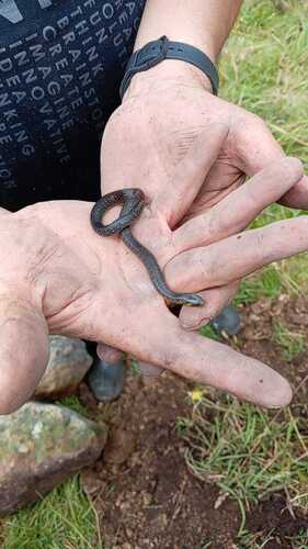 Thickhead Ground Snake
