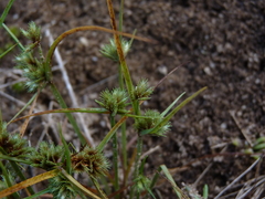 Cyperus granitophilus