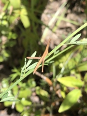 Achurum carinatum