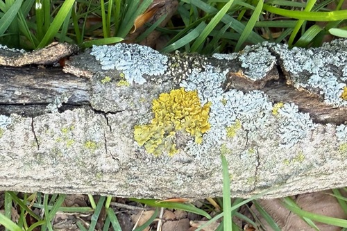 Xanthomendoza