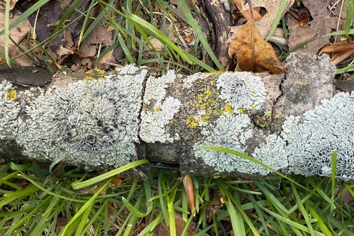 Physcia