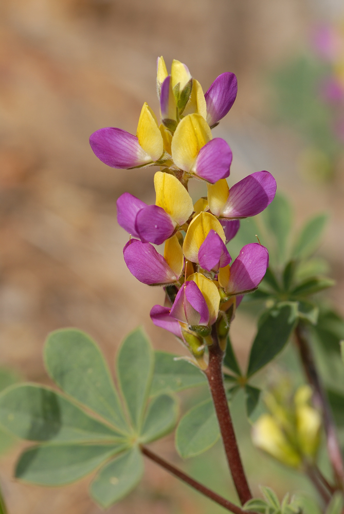 Lupinus stiversii