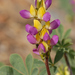Harlequin Lupine - Photo (c) Dee Warenycia, some rights reserved (CC BY-NC)