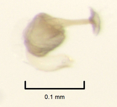 Ptenidium laevigatum