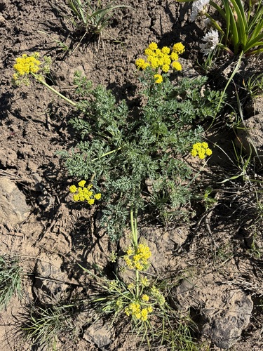 Donnell's Biscuitroot (Lomatium donnellii)