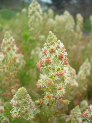 Reseda odorata