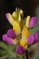 Lupinus stiversii