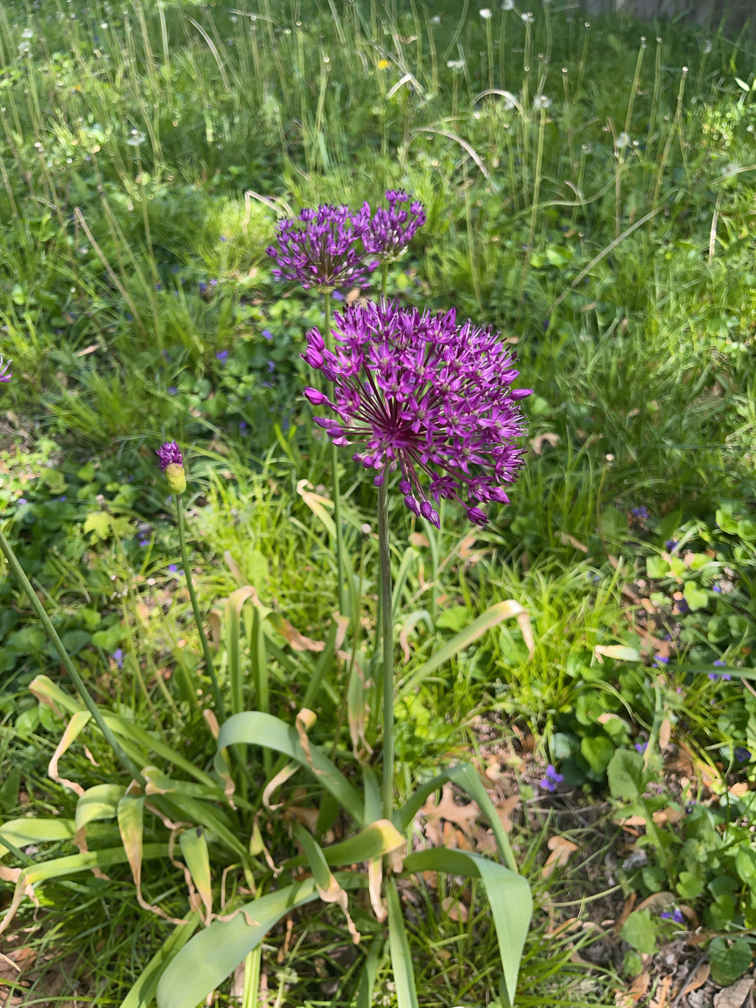 Imagem de Allium giganteum é conhecido como "alho-gigante"