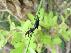Oncopeltus luctuosus