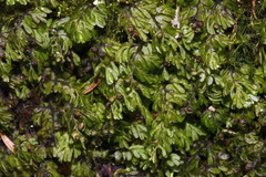 Hymenophyllum multifidum