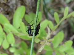 Oncopeltus luctuosus