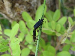 Oncopeltus luctuosus