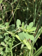 Euphorbia stictospora