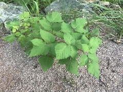 Rubus idaeus strigosus