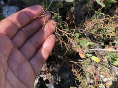 Erigeron reductus angustatus