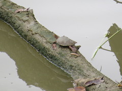 Graptemys ouachitensis