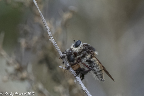 iNaturalist observation photo of Golden-tailed Beebandit