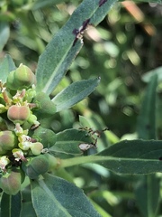 Chariesterus antennator