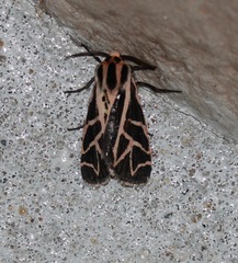 Apantesis phyllira