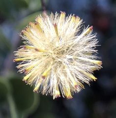 Erigeron reductus angustatus