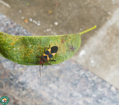 Oncopeltus unifasciatellus